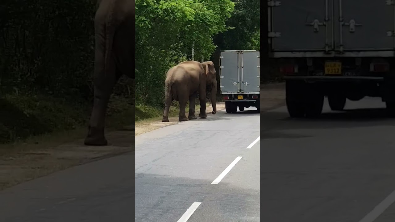 Elephant buddy helps push-start a stranded truck in Sri Lanka