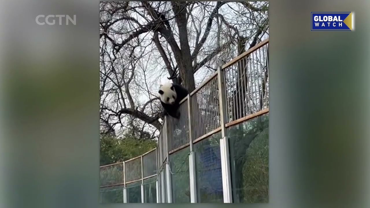 Panda Meng Lan 's  "prison break" at the Beijing Zoo